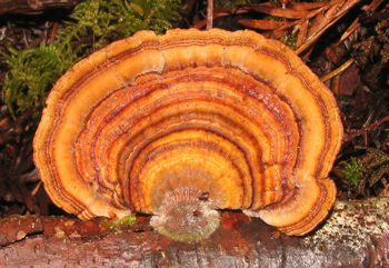 Trametes versicolor