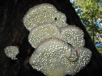 Fomitopsis pinicola
