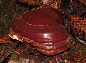 Ganoderma oregonense