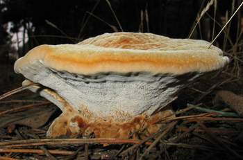 Phaeolus schweinitzii