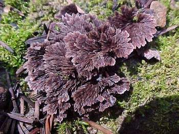 Thelephora palmata