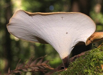 Polyporus elegans