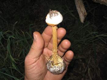 Battarrea phalloides