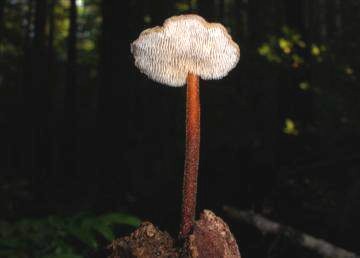Auriscalpium vulgare