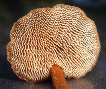 Auriscalpium vulgare