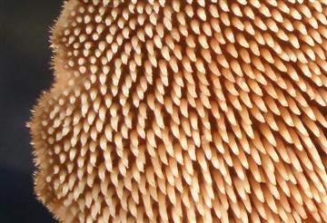 Auriscalpium vulgare