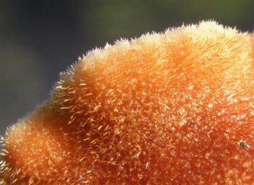 Auriscalpium vulgare