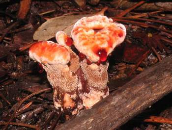 Hydnellum peckii