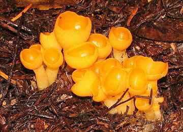 Sowerbyella rhenana