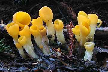 Sowerbyella rhenana