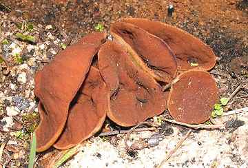Discina perlata