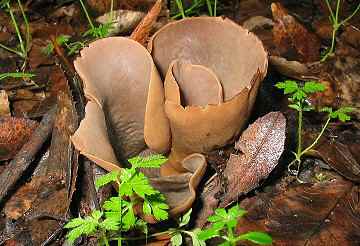 Otidea onotica