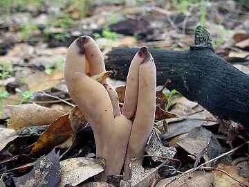 Otidea onotica