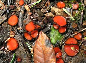 Scutellinia scutellata