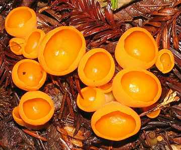 Sowerbyella rhenana