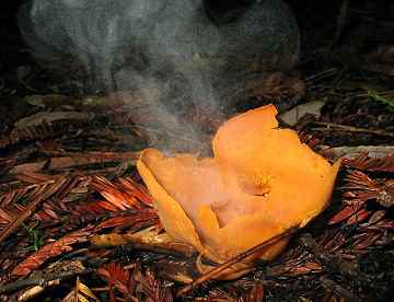 Aleuria aurantiaca