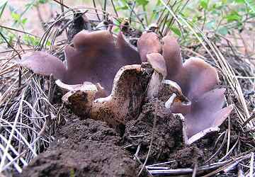 Sarcosphaera crassa