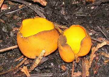 Caloscypha fulgens