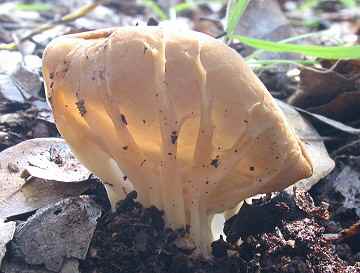 Helvella acetabulum