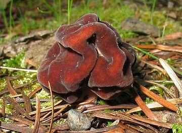 Gyromitra esculenta