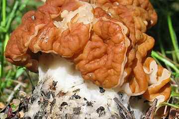 Gyromitra montana