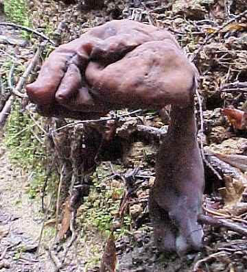 Gyromitra infula