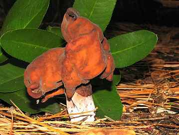 Gyromitra infula