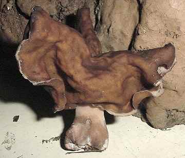 Gyromitra infula