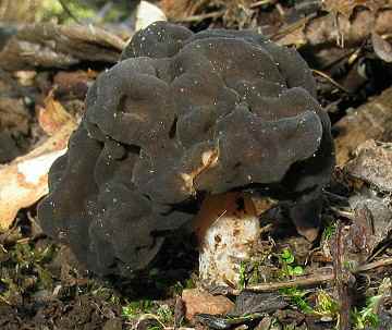 Gyromitra esculenta