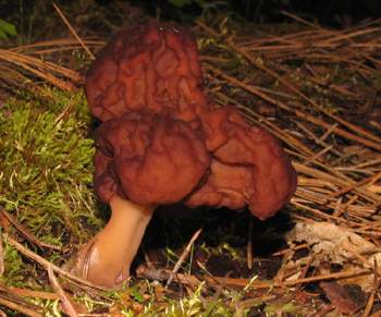Gyromitra esculenta