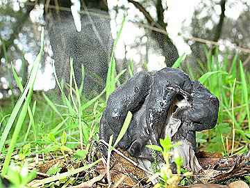 Helvella lacunosa