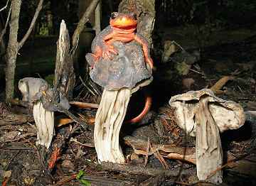Helvella lacunosa