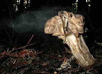 Helvella lacunosa