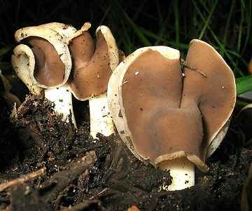 Helvella compressa