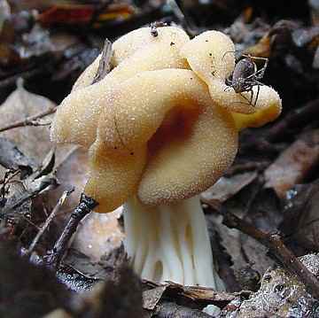 Helvella crispa