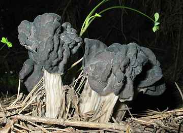 Helvella lacunosa