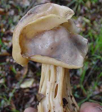 Helvella crispa