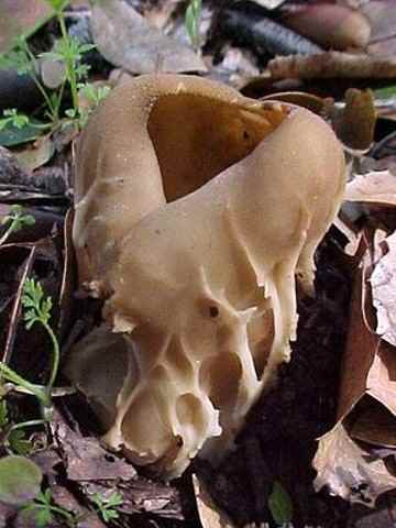 Helvella acetabulum