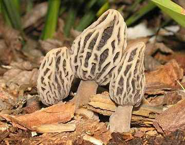 Morchella rufobrunnea