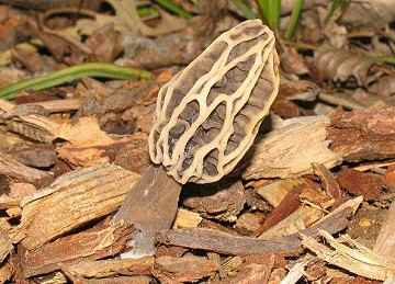 Morchella rufobrunnea