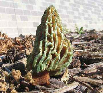 Morchella rufobrunnea