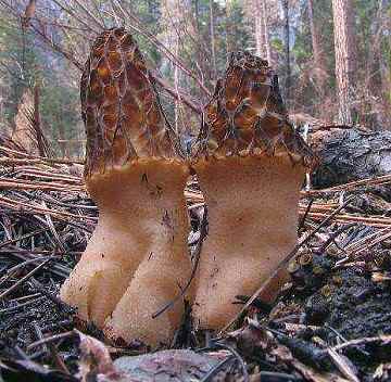 Morchella elata