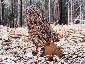 Morchella elata