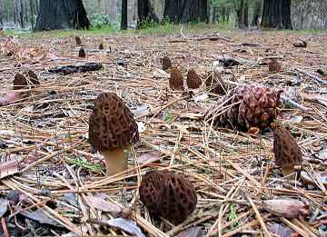 Morchella elata