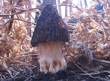Morchella elata
