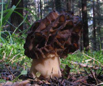 Morchella elata