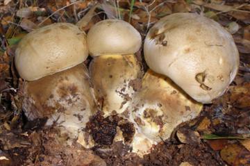 Boletus marshii