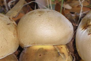 Boletus marshii