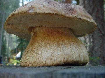 Boletus edulis