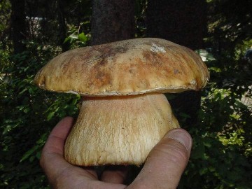 Boletus edulis